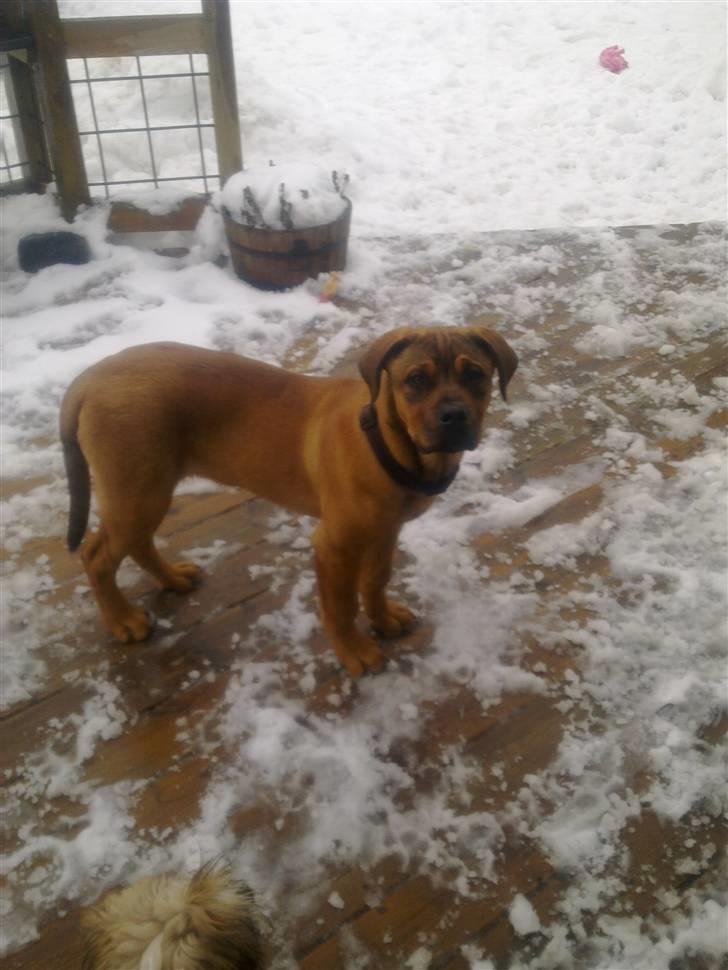 Blanding af racer Aslan billede 6