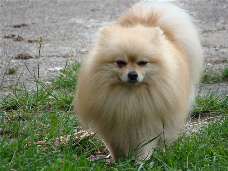 Pomeranian Max - Min eneste ene......! billede 1