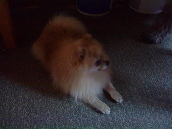 Pomeranian Max billede 2