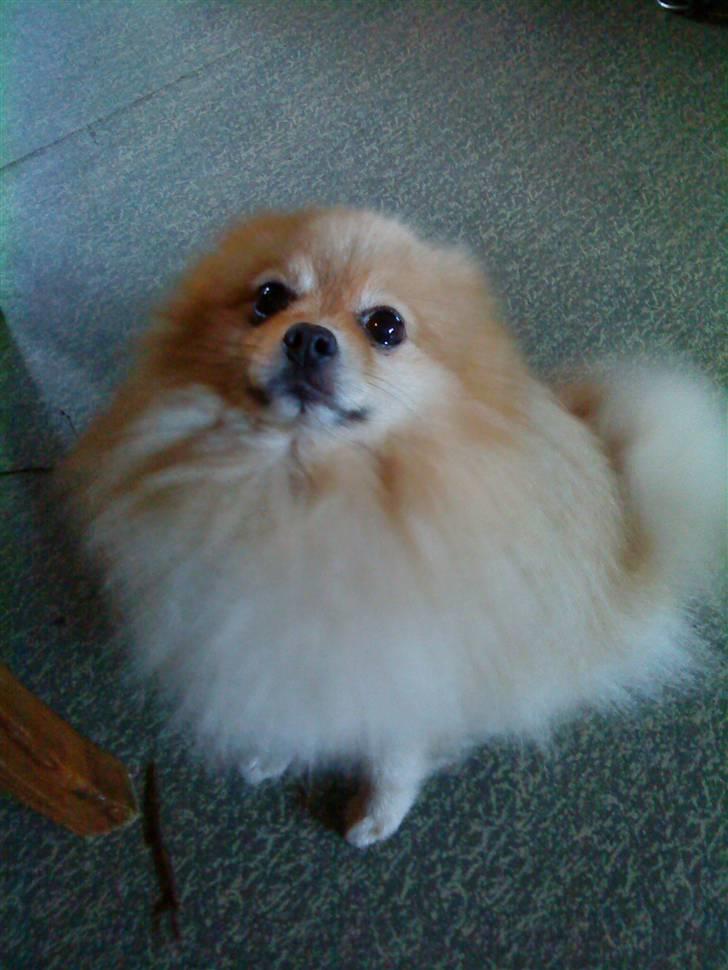 Pomeranian Max billede 3