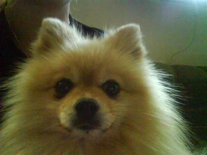 Pomeranian Max billede 4