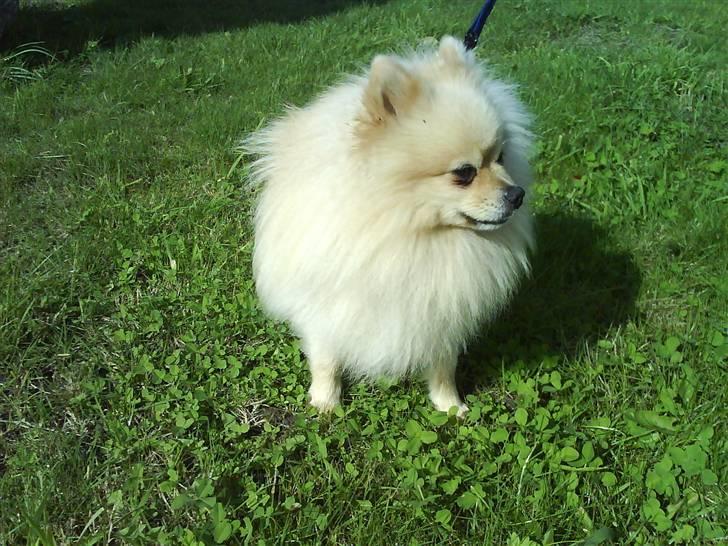 Pomeranian Max billede 5