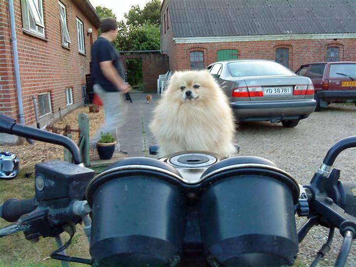 Pomeranian Max billede 6