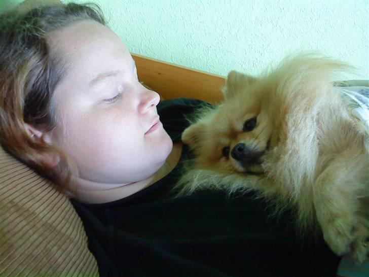 Pomeranian Max billede 7