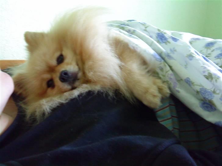 Pomeranian Max billede 8