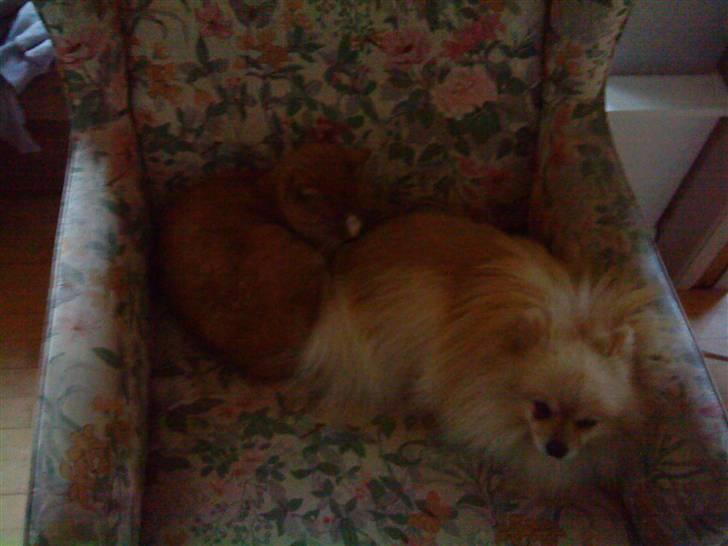 Pomeranian Max billede 9