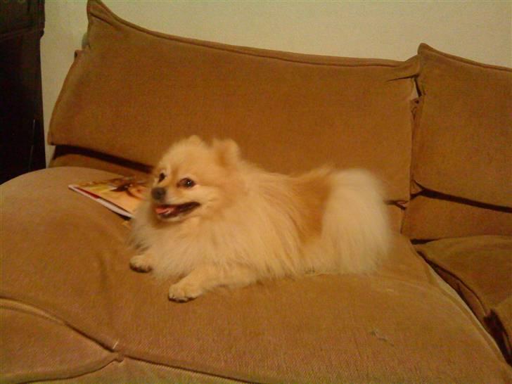 Pomeranian Max billede 10