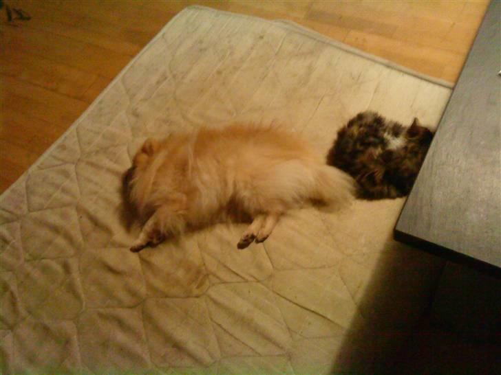 Pomeranian Max billede 11