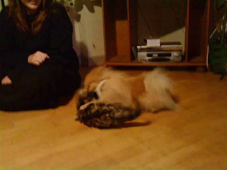 Pomeranian Max billede 12