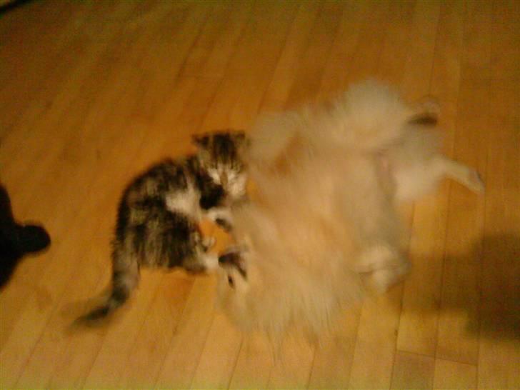 Pomeranian Max billede 13