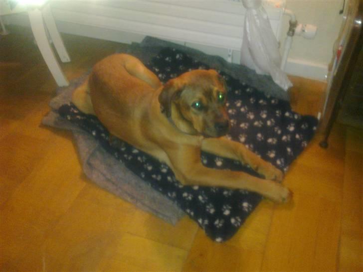 Blanding af racer Aslan billede 7