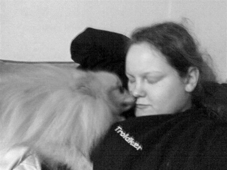 Pomeranian Max billede 14