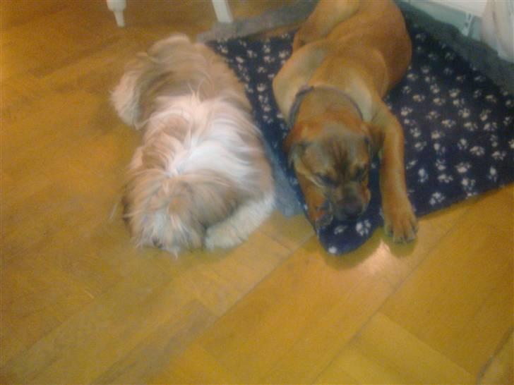 Blanding af racer Aslan - Aslan og Werner.. billede 8