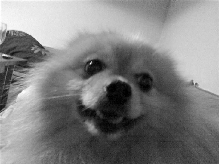 Pomeranian Max billede 15