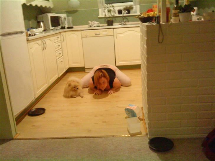 Pomeranian Max - min søster, troede at hun kunne ligge lige så elegant som Max. meen nej billede 16