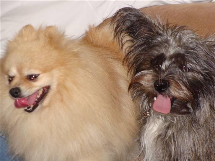 Pomeranian Max billede 17