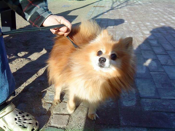 Pomeranian Max - Max`s Far.  R.I.P billede 19