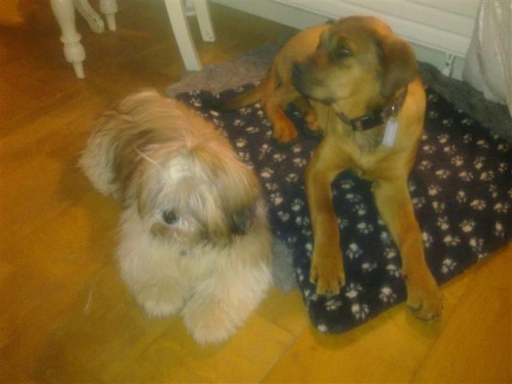 Lhasa apso werner billede 9