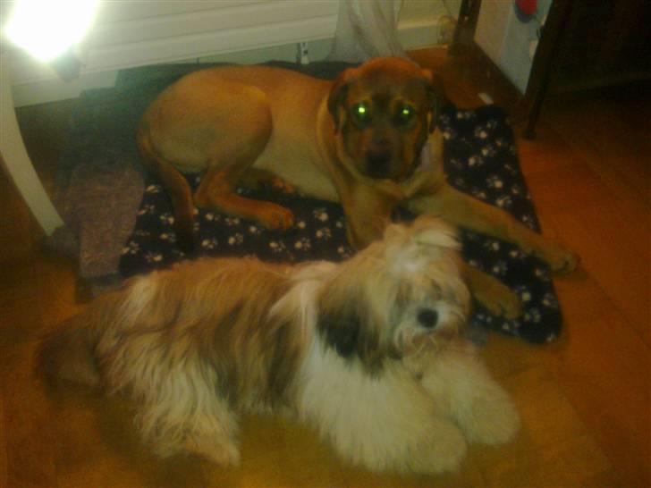 Lhasa apso werner - Werner og Aslan.. billede 10