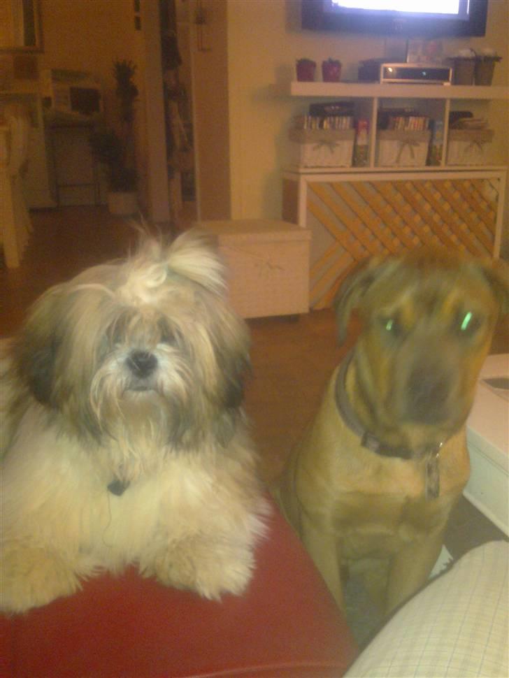 Lhasa apso werner - Min bedste ven Aslan billede 11