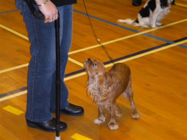 Cavalier king charles spaniel tulle - D 27-2-2010 her er vores lille tulle på udstilling for første gang. kikker op er jeg ikke dygti mor billede 8