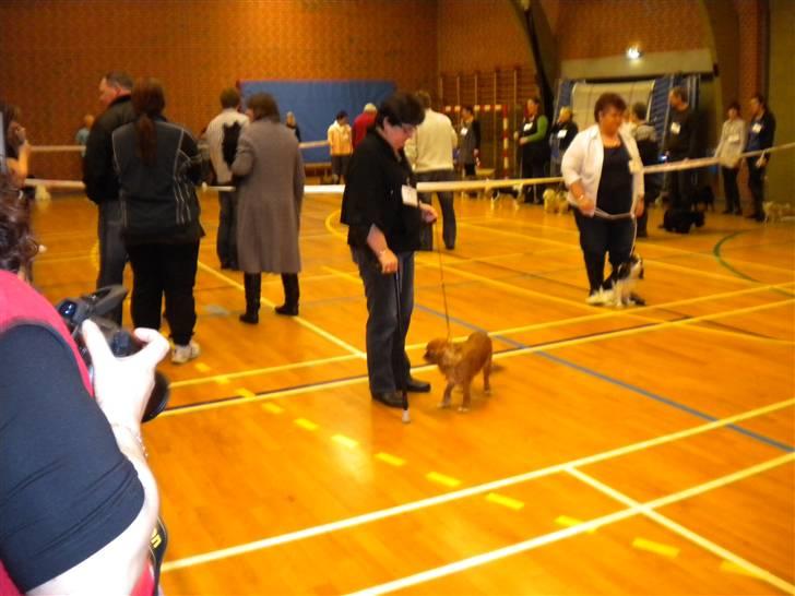Cavalier king charles spaniel tulle - her går vi rundt og viser hunden frem for dommeren.skal stå pæn med siden til.(absolut ikke sit) billede 9