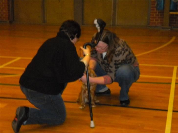 Cavalier king charles spaniel tulle - her bliver Tulle bedømt af dommeren set efteri hoved og rø øh numse billede 10