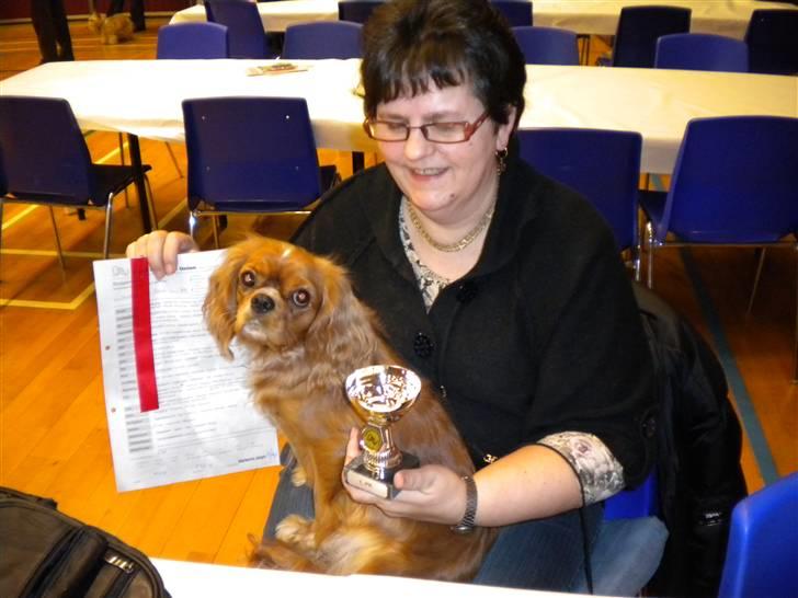 Cavalier king charles spaniel tulle - her er så tulle med sin Pokal (1Præmie) og sin stolte moder  billede 11