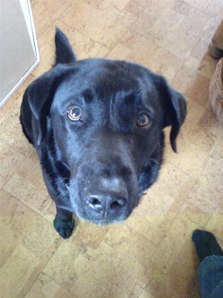 Labrador retriever Felix R.I.P billede 1