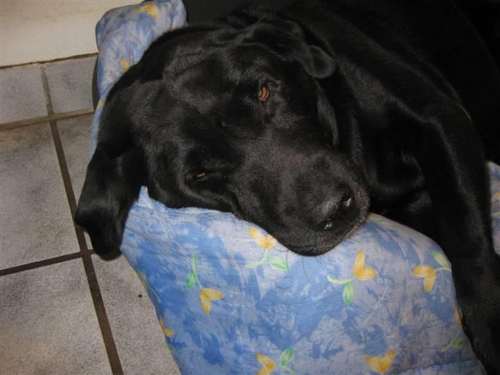 Labrador retriever Felix R.I.P billede 4