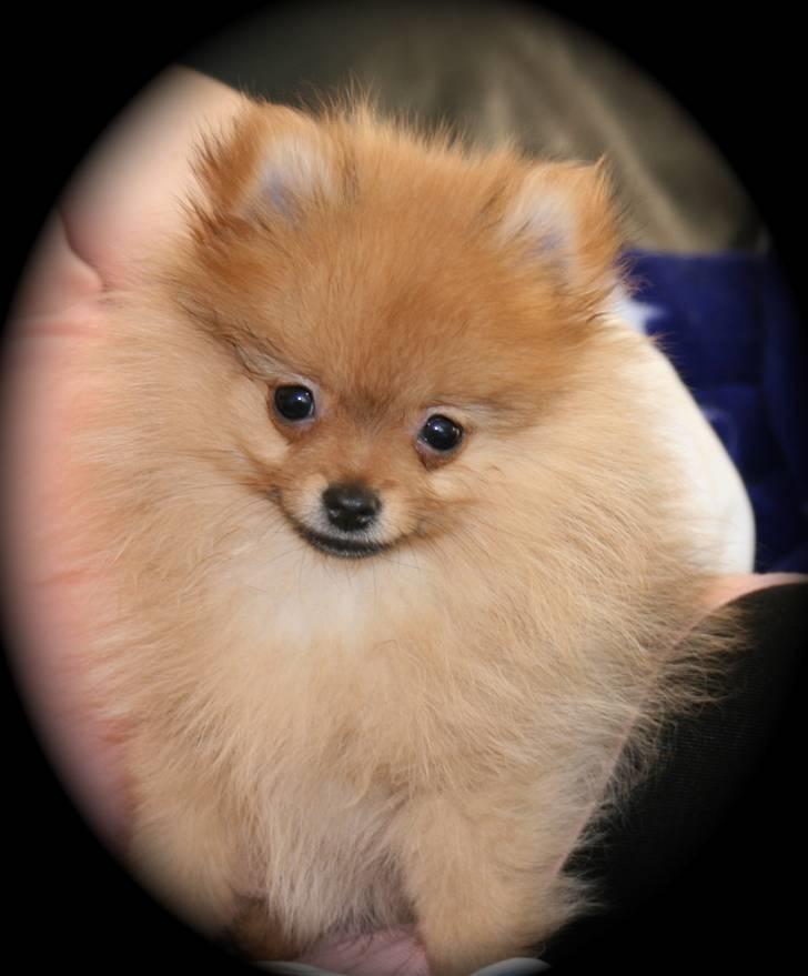 Pomeranian Homer J Junior billede 7