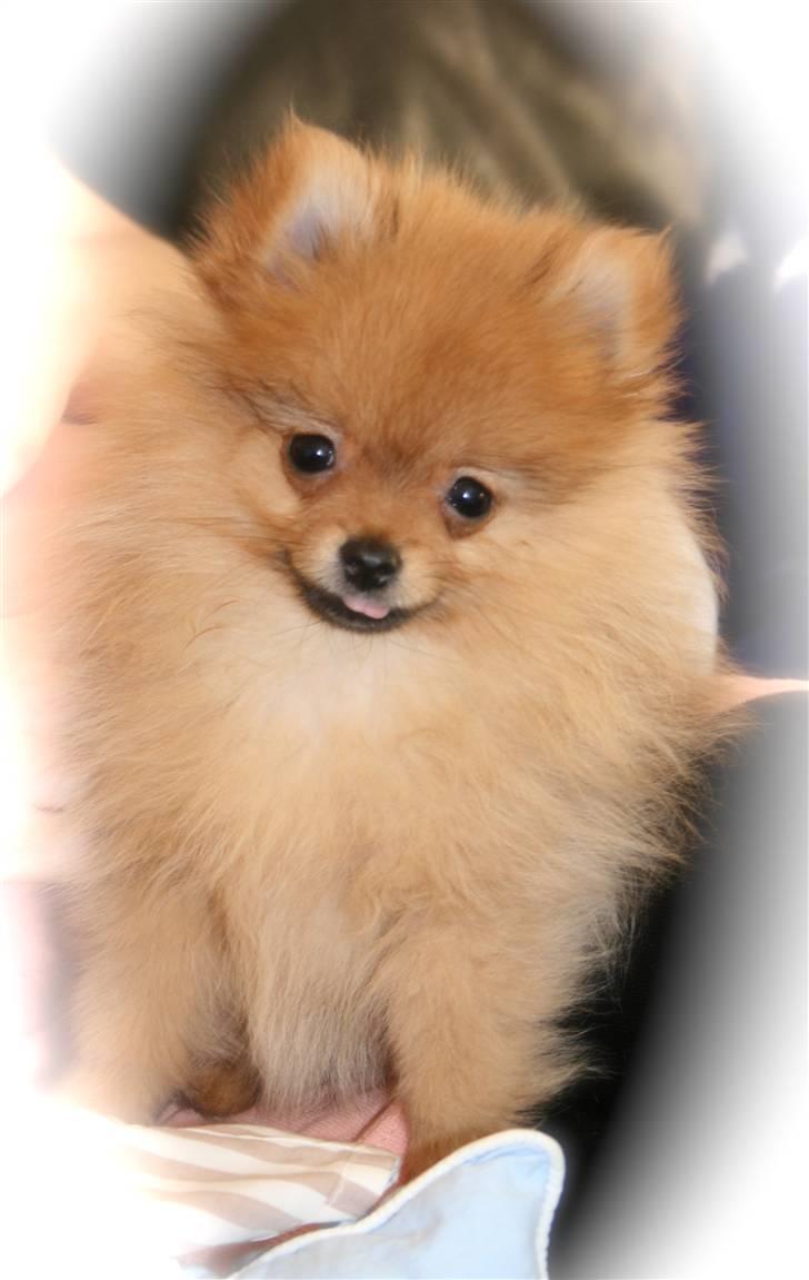 Pomeranian Homer J Junior billede 8