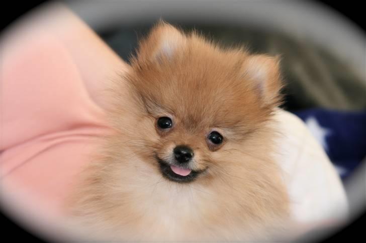 Pomeranian Homer J Junior billede 9