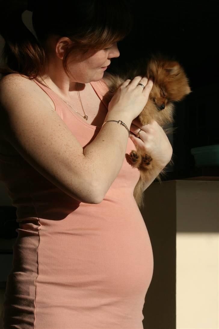 Pomeranian Homer J Junior billede 10