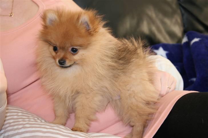 Pomeranian Homer J Junior billede 11