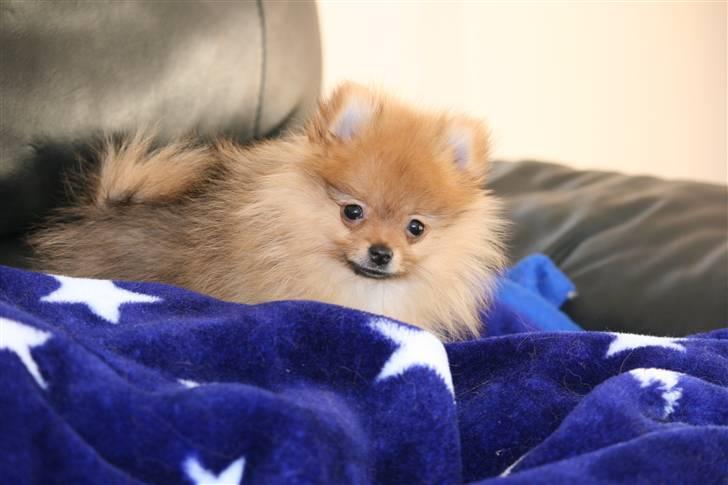 Pomeranian Homer J Junior billede 12