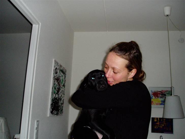 Labrador retriever Nando R.I.P - Jeg elsker også dig mor billede 4