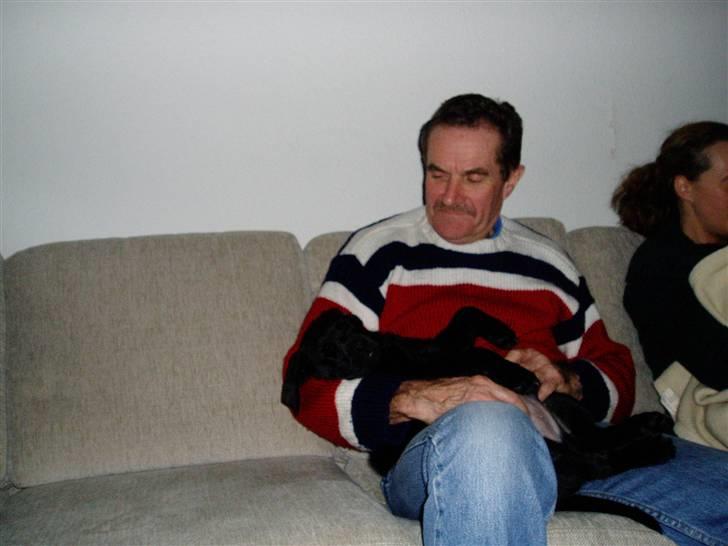 Labrador retriever Nando R.I.P - Dejligt er det nu at sove i morfar`s arm billede 5