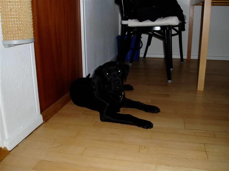 Labrador retriever Nando R.I.P - Kommer du nu med det kamera igen billede 6