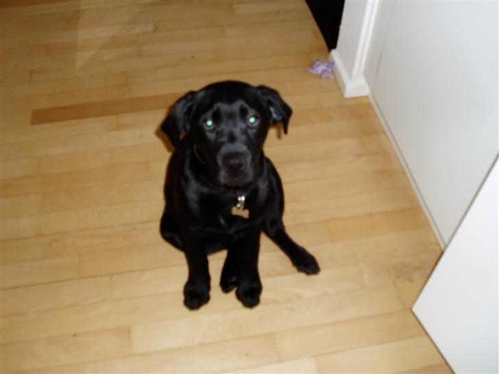 Labrador retriever Nando R.I.P - Se hvor pænt jeg sidder billede 7