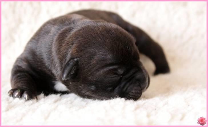 Staffordshire bull terrier Wenk Staffs Princess Coya - 5 dage billede 2