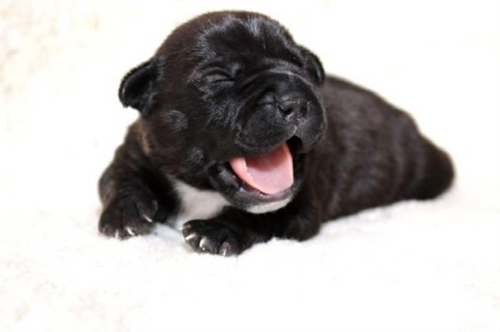 Staffordshire bull terrier Wenk Staffs Princess Coya - 12 dage billede 3