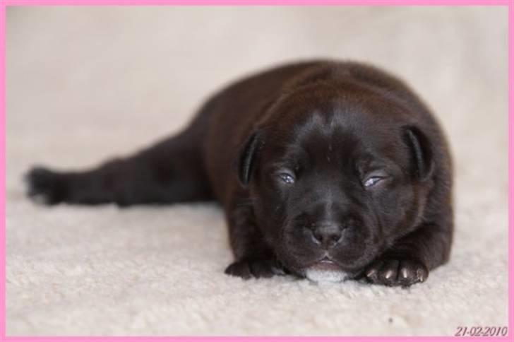 Staffordshire bull terrier Wenk Staffs Princess Coya - Mig Prinsessen 15 dage billede 4