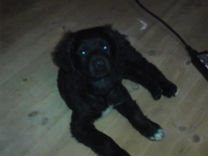 Blanding af racer Jacki  R.I.P billede 1