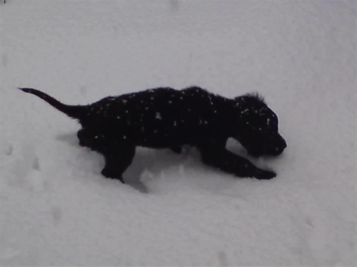 Blanding af racer Jacki  R.I.P billede 2