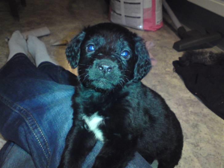 Blanding af racer Jacki  R.I.P billede 3