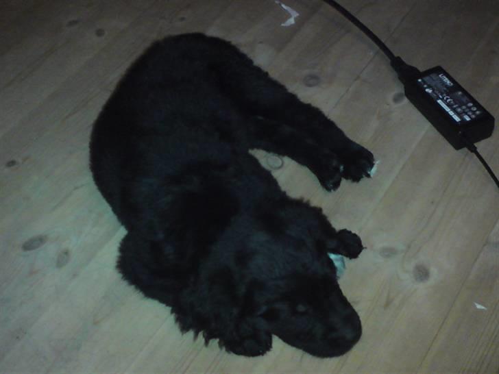 Blanding af racer Jacki  R.I.P billede 4