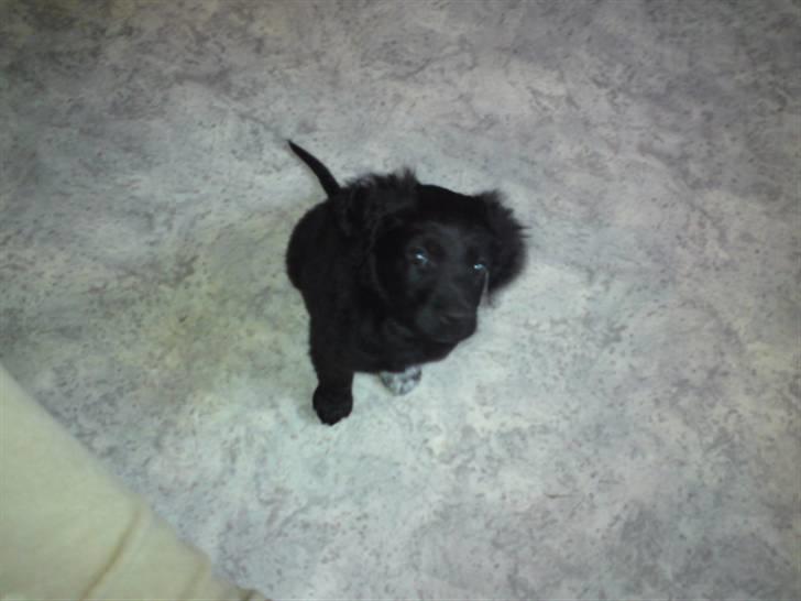 Blanding af racer Jacki  R.I.P billede 5