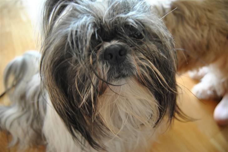 Shih tzu Daisy.  billede 1