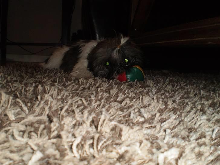 Shih tzu Daisy.  billede 2